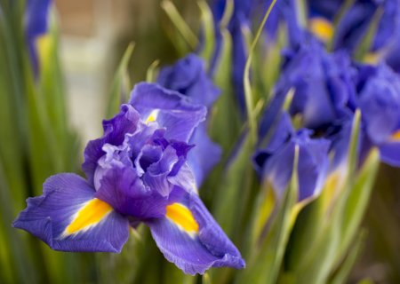 Flors Benzal
