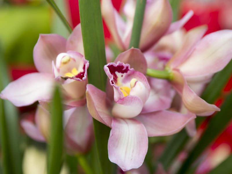 Flors M. Escudé