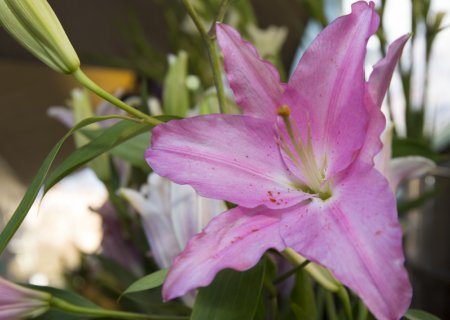 La Flor de la Rambla