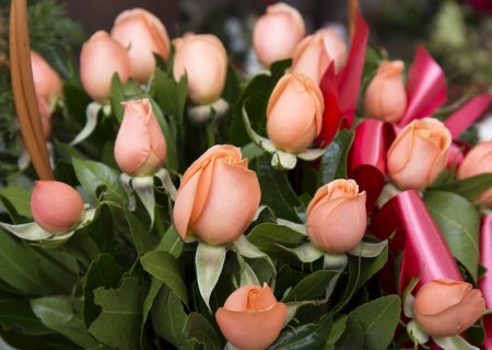 Flors Maria Laura