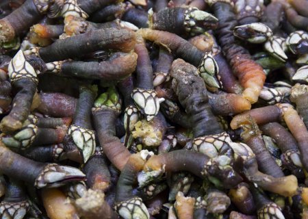 Marisc Selecte Juani